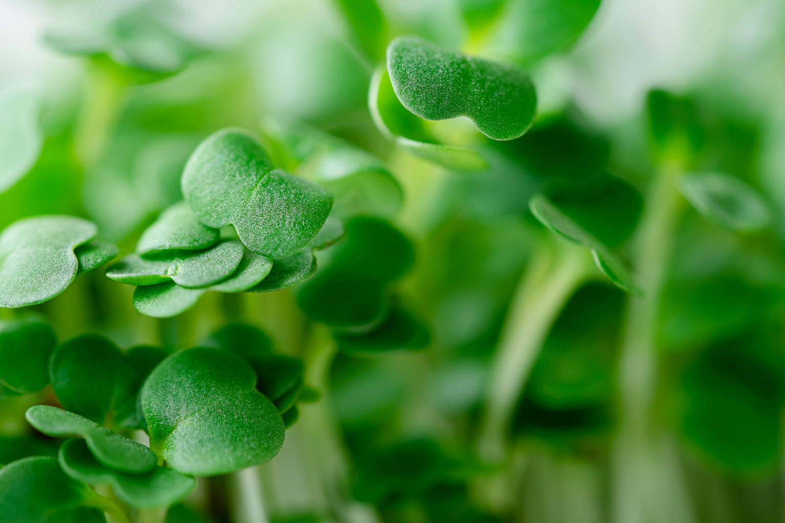 How To Grow Cress On Kitchen Roll My Oceans