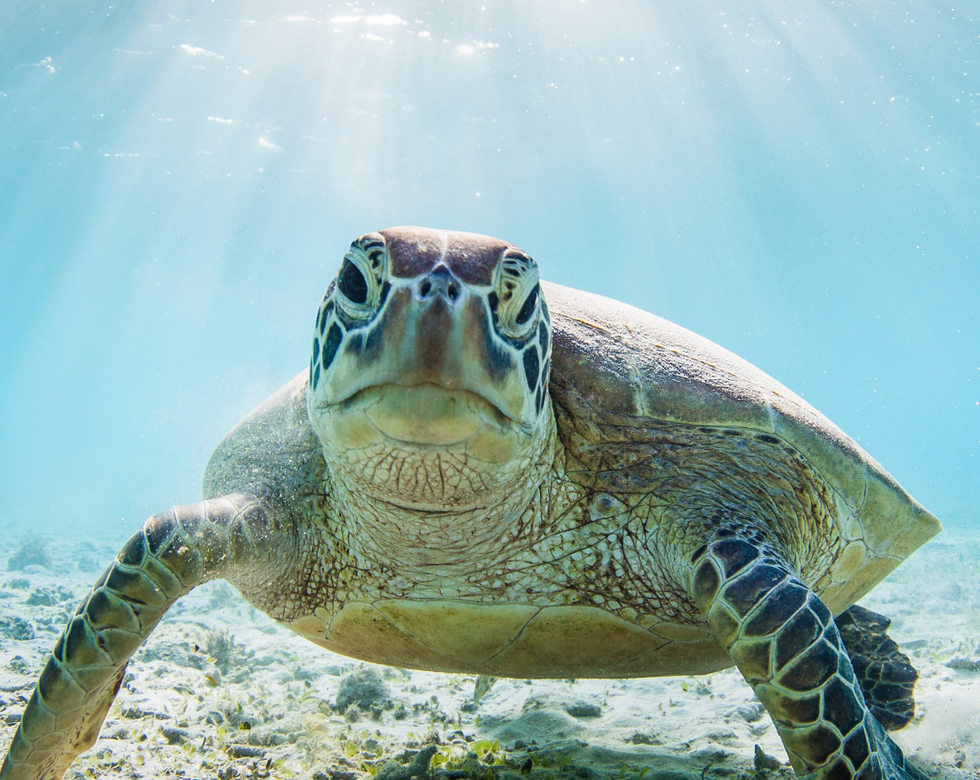 close up of a turtle swimming in the blue sea