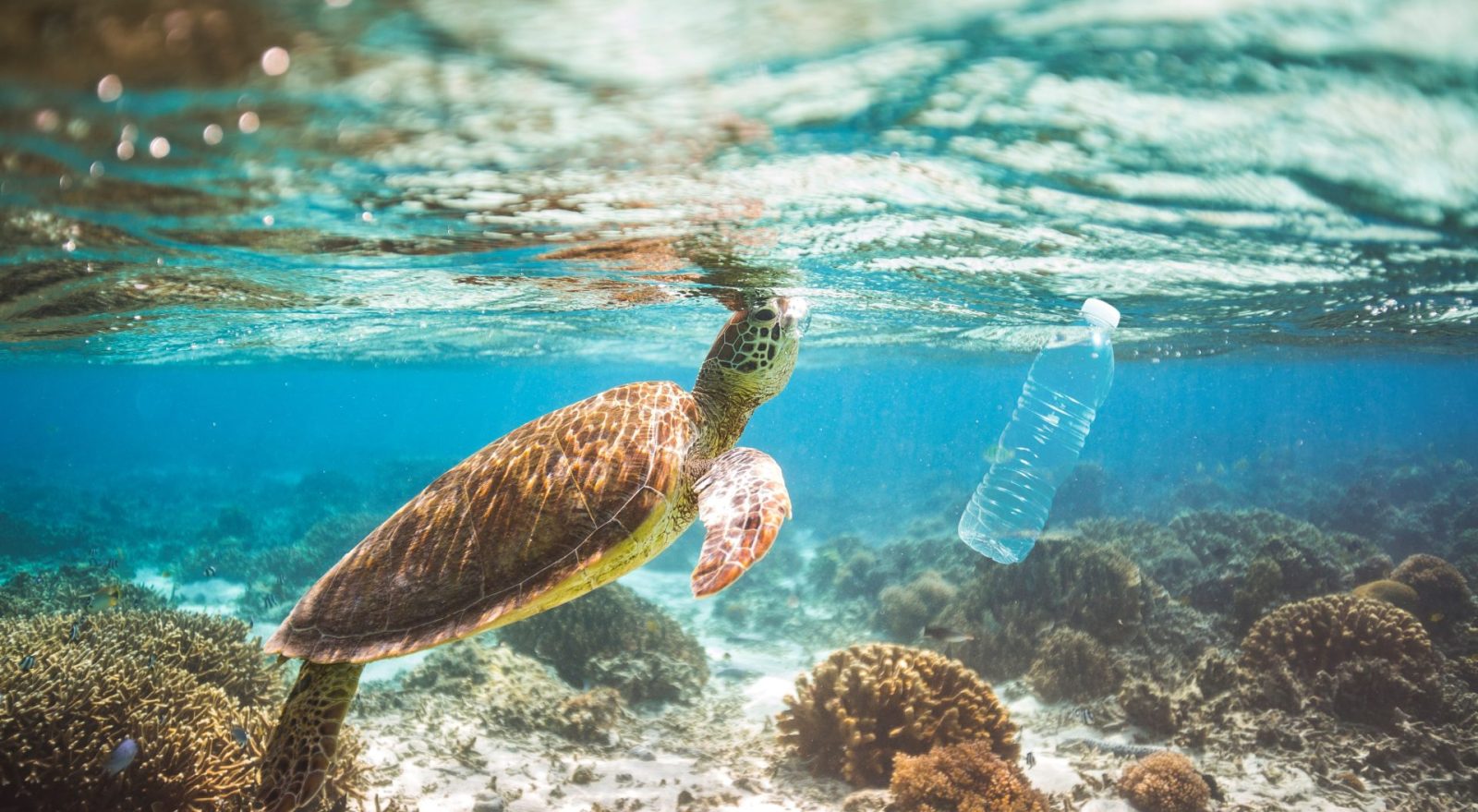 Why Should We Use Less Plastic? My Oceans